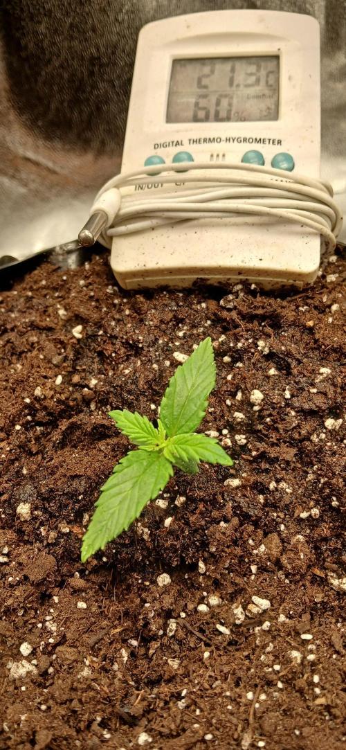 Amnesia scrog. Week 1