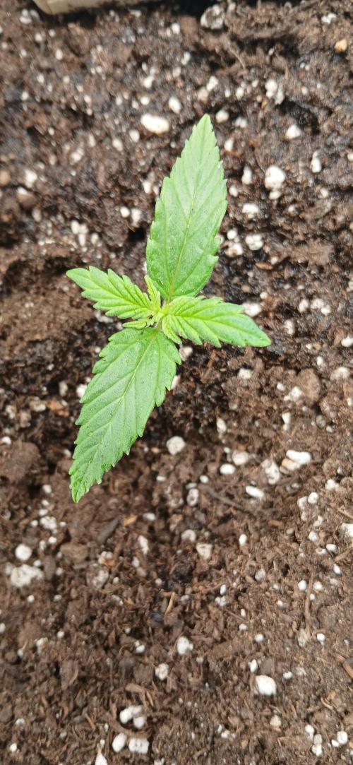 Amnesia scrog. Week 1 - 21/12