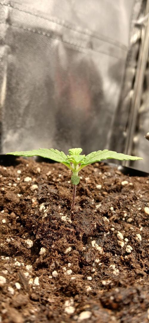 Amnesia scrog. Week 1