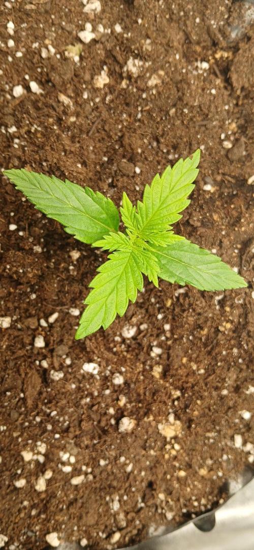 Amnesia scrog. Week 1 - 23/12