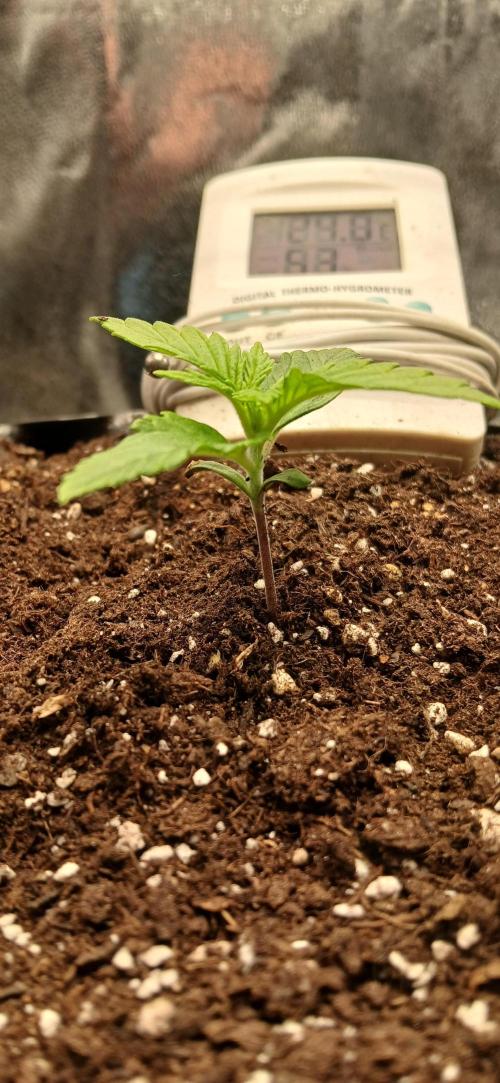 Amnesia scrog. Week 1