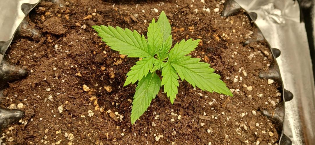 Amnesia scrog. Week 2 - 25/12