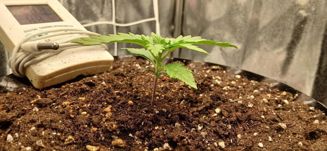 Amnesia scrog. Week 2