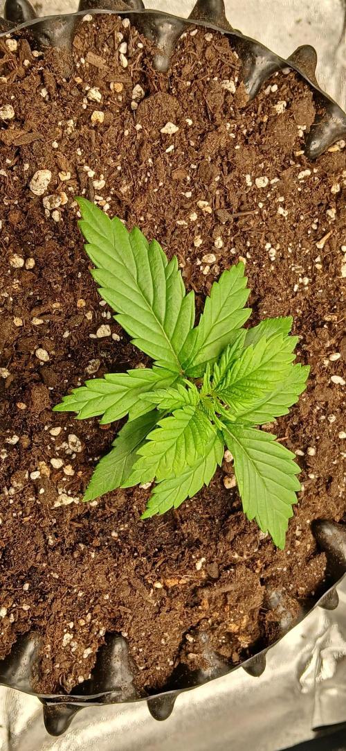 Amnesia scrog. Week 2 - 27/12