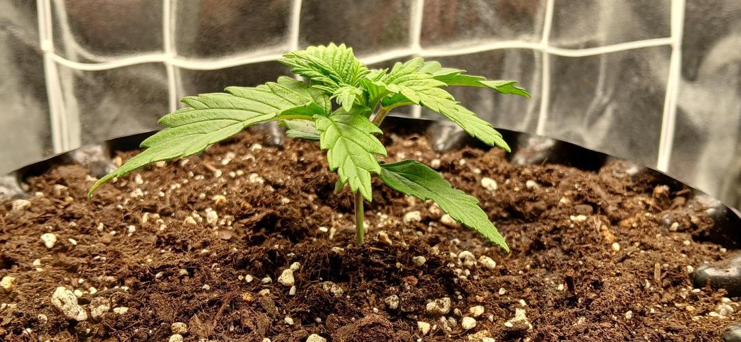 Amnesia scrog. Week 2