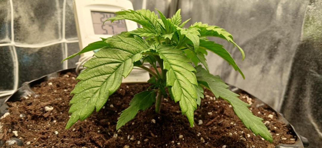 Amnesia scrog. Week 3 - 1/1