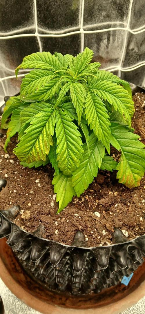 Amnesia scrog. Week 3 - 6/1