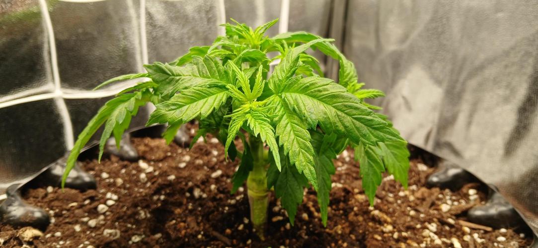 Amnesia scrog. Week 4