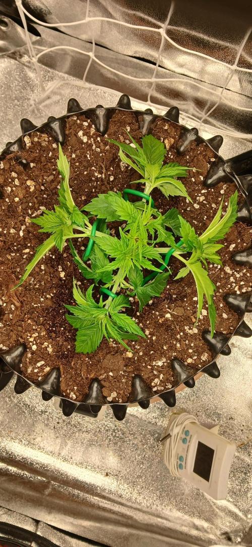 Amnesia scrog. Week 4 - Lst