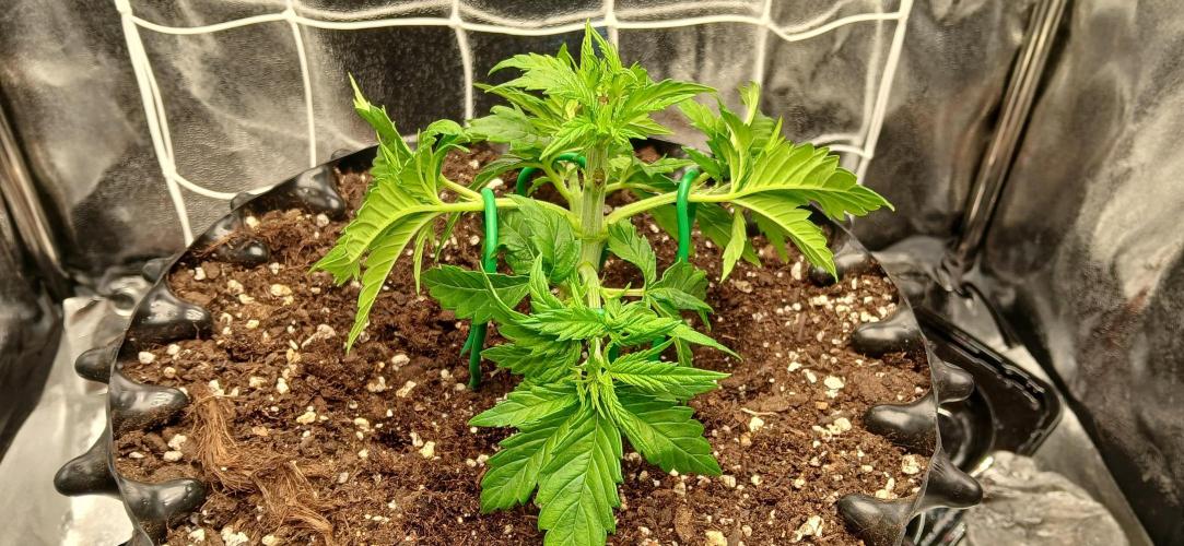 Amnesia scrog. Week 4 - 08/1