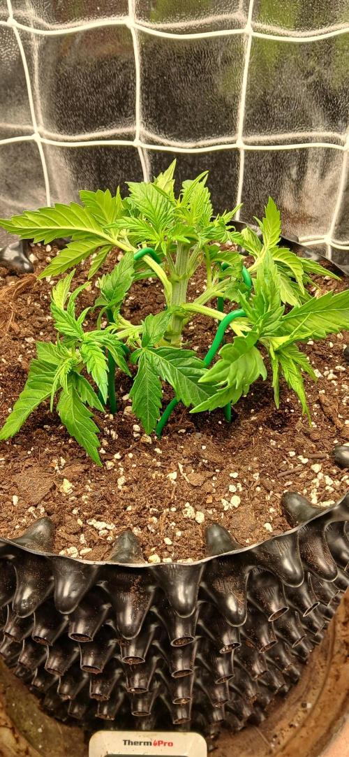 Amnesia scrog. Week 4