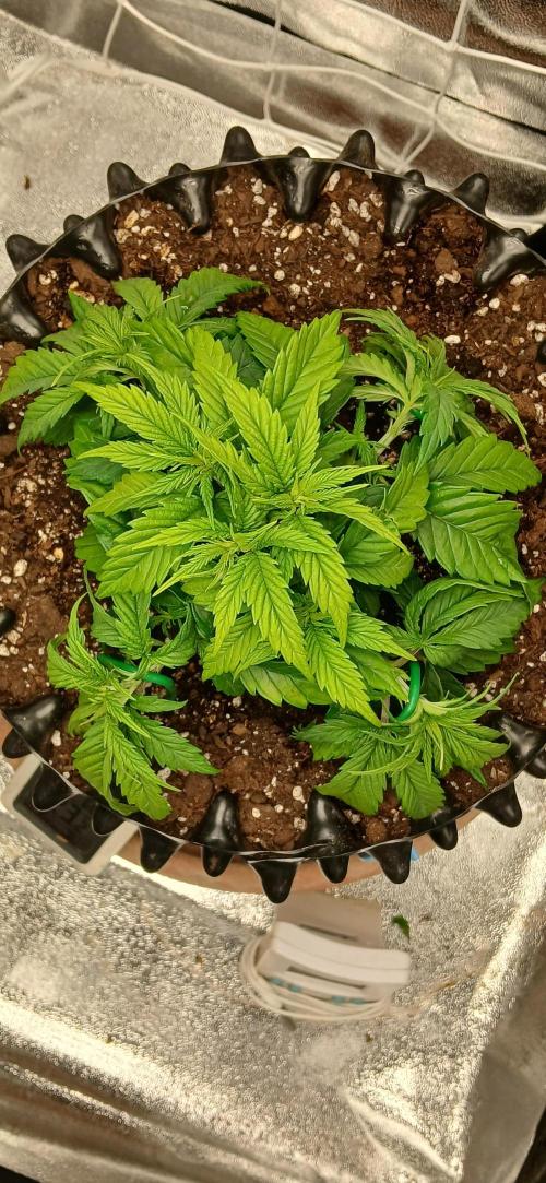 Amnesia scrog. Week 4 - 12/1