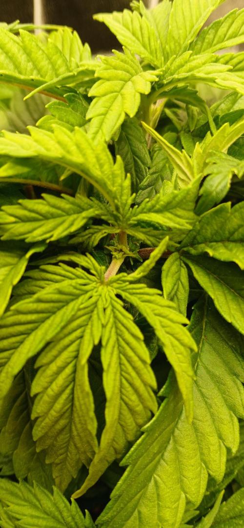 Amnesia scrog. Week 5 - 16.01