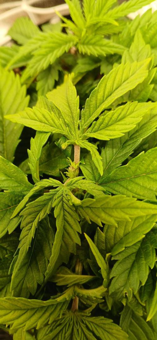 Amnesia scrog. Week 5