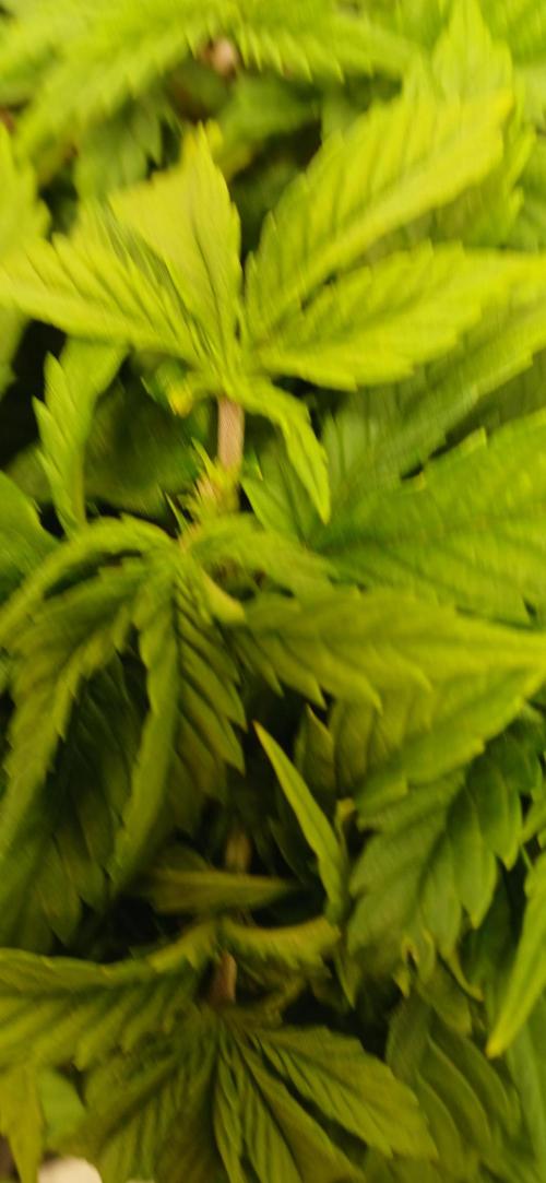 Amnesia scrog. Week 5