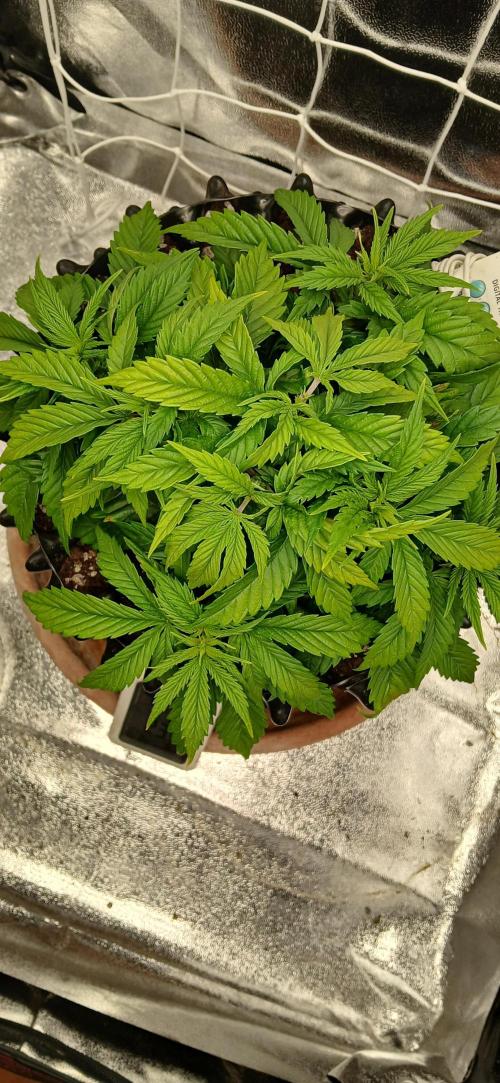 Amnesia scrog. Week 5