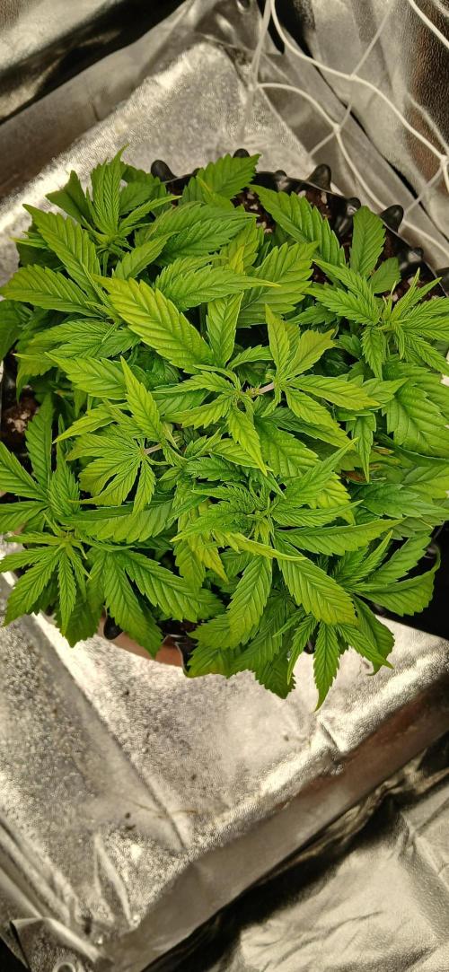 Amnesia scrog. Week 5