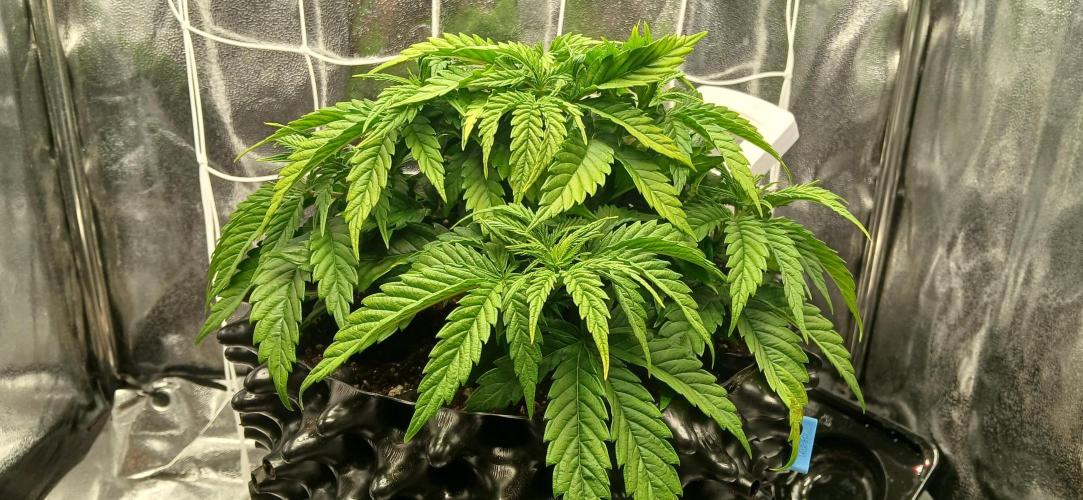 Amnesia scrog. Week 5