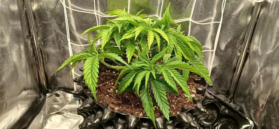 Amnesia scrog. Week 5