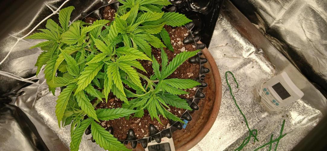 Amnesia scrog. Week 5