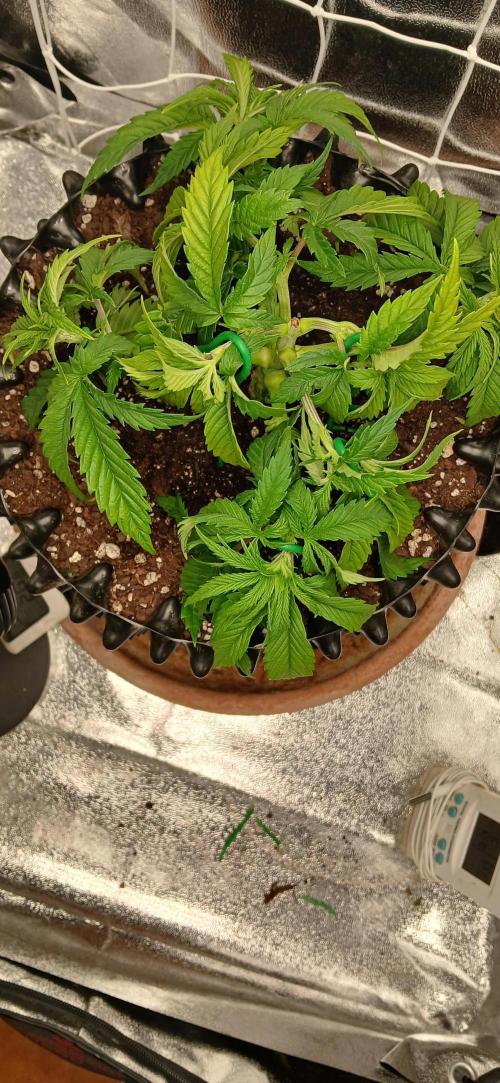 Amnesia scrog. Week 5