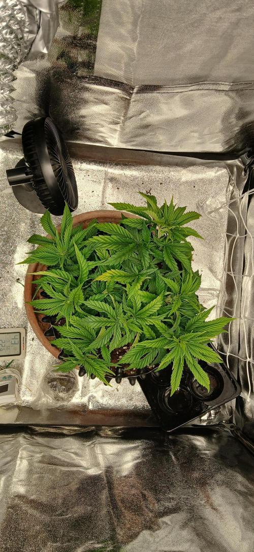 Amnesia scrog. Week 6