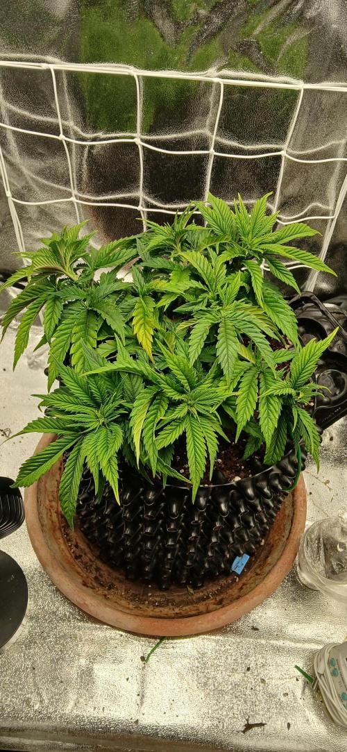 Amnesia scrog. Week 6