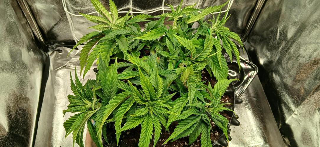 Amnesia scrog. Week 6