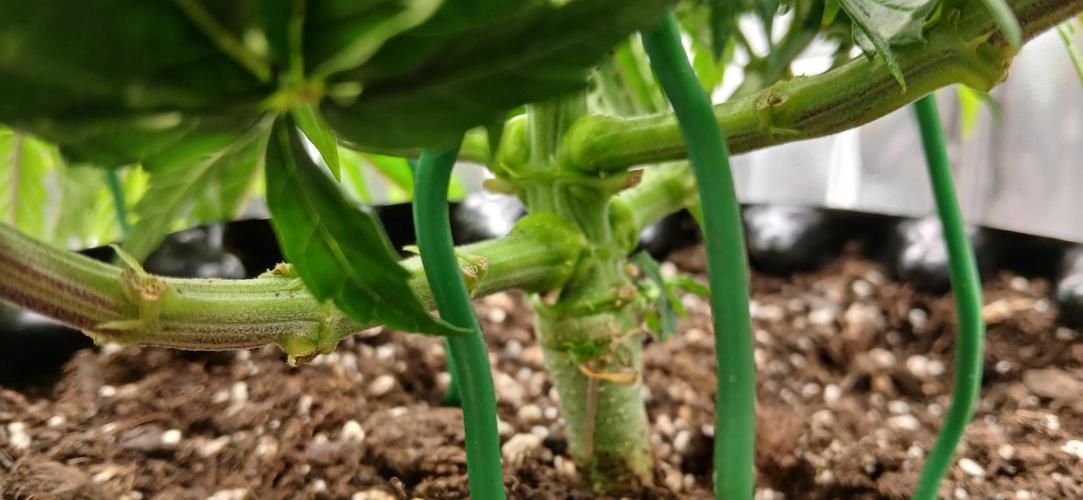 Amnesia scrog. Week 6