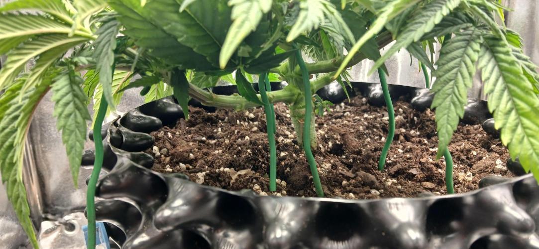 Amnesia scrog. Week 6