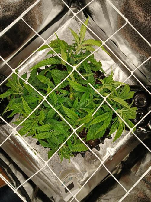 Amnesia scrog. Week 6