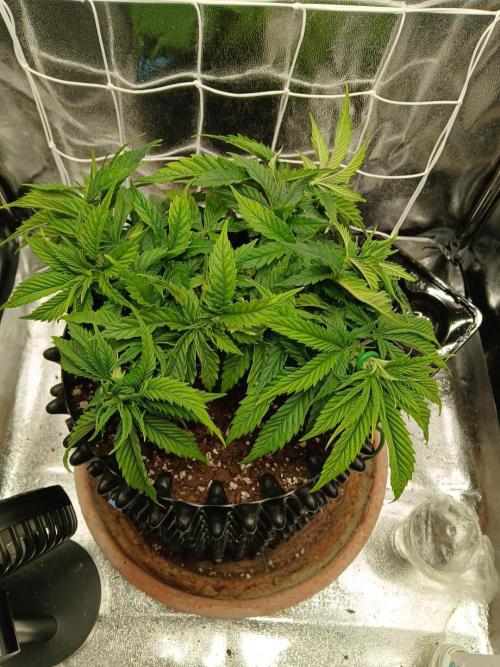 Amnesia scrog. Week 6