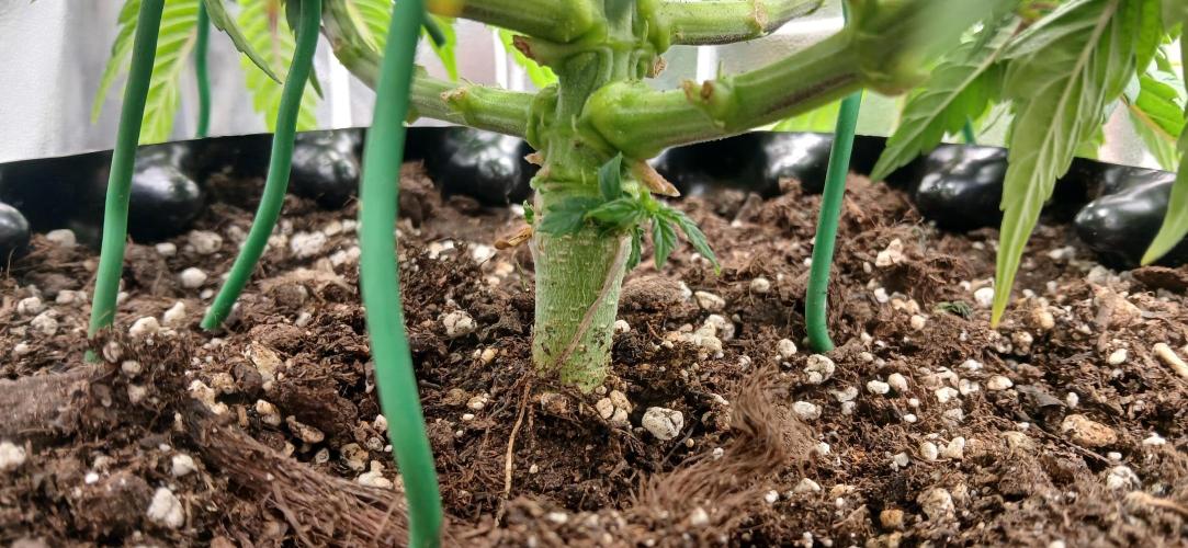 Amnesia scrog. Week 6