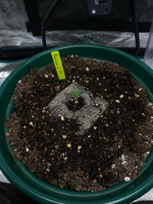 Mixed autos indoor. Week 0 - Papaya Zoap #1 
1 w