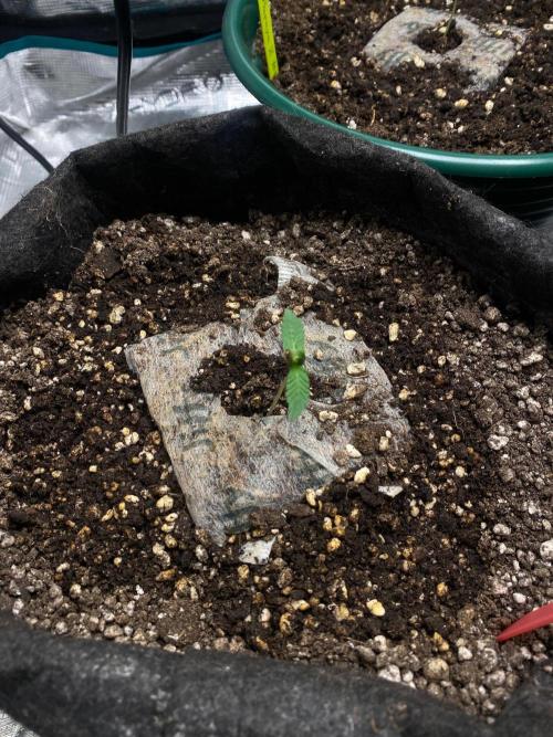 Mixed autos indoor. Week 0 - Ztrawberriez 
1 w