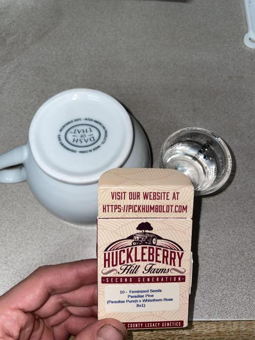 Paradise Pine. Week 0