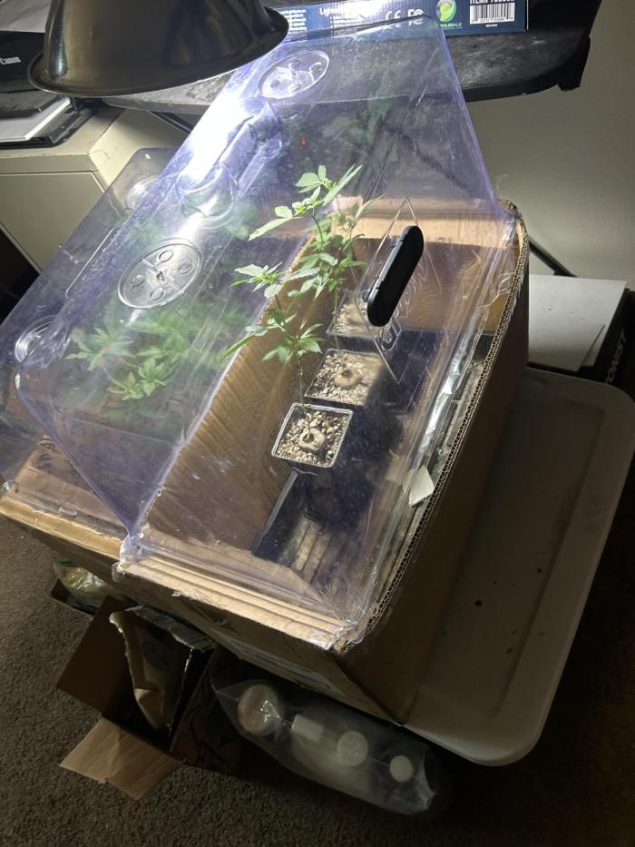 Paradise Pine. Week 2 - Not the best conditions, they ended up getting little leggy.