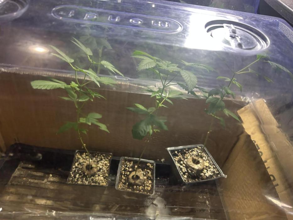 Paradise Pine. Week 3 - Little more leggy, had me getting worried there so I topped them.