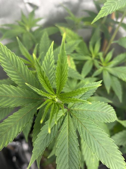 Paradise Pine. Week 5