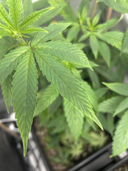 Paradise Pine. Week 5