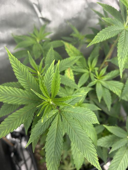 Paradise Pine. Week 5