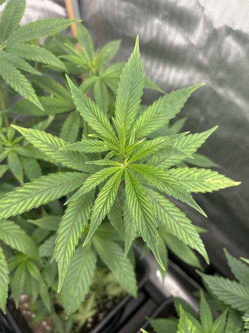 Paradise Pine. Week 5