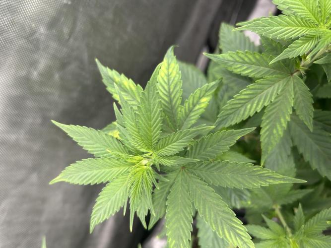 Paradise Pine. Week 5