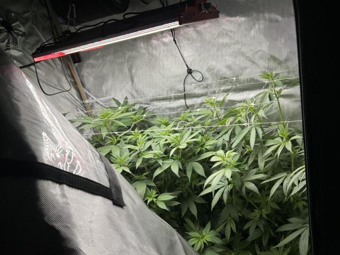 Paradise Pine. Week 7