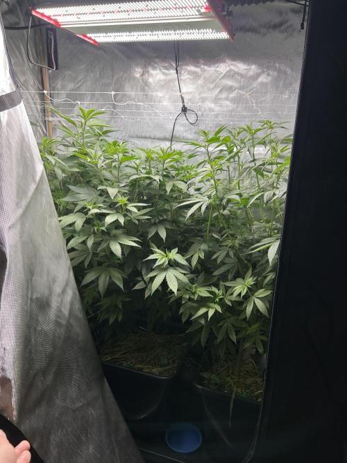 Paradise Pine. Week 7