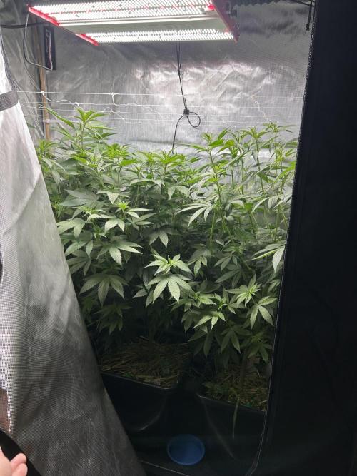 Paradise Pine. Week 7