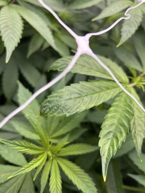 Paradise Pine. Week 7