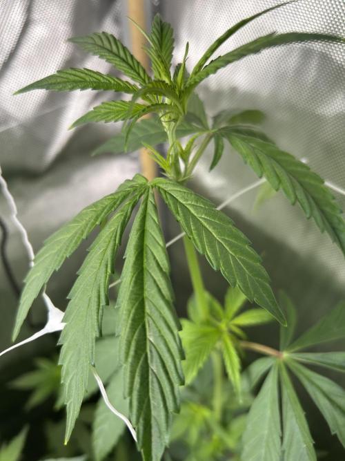 Paradise Pine. Week 7