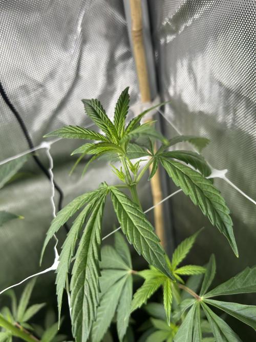 Paradise Pine. Week 7