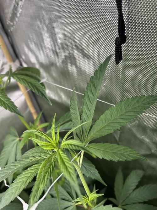 Paradise Pine. Week 7